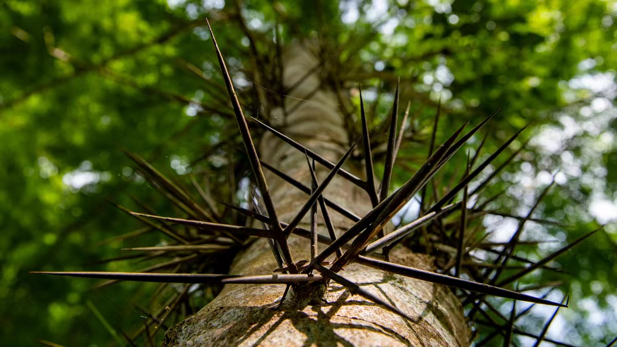 Fossils confirm early diversification of spiny plants in central Tibet