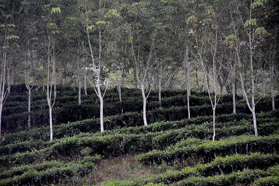 Species-rich agroforestry possibly alleviates water limitation caused by rubber monoculture