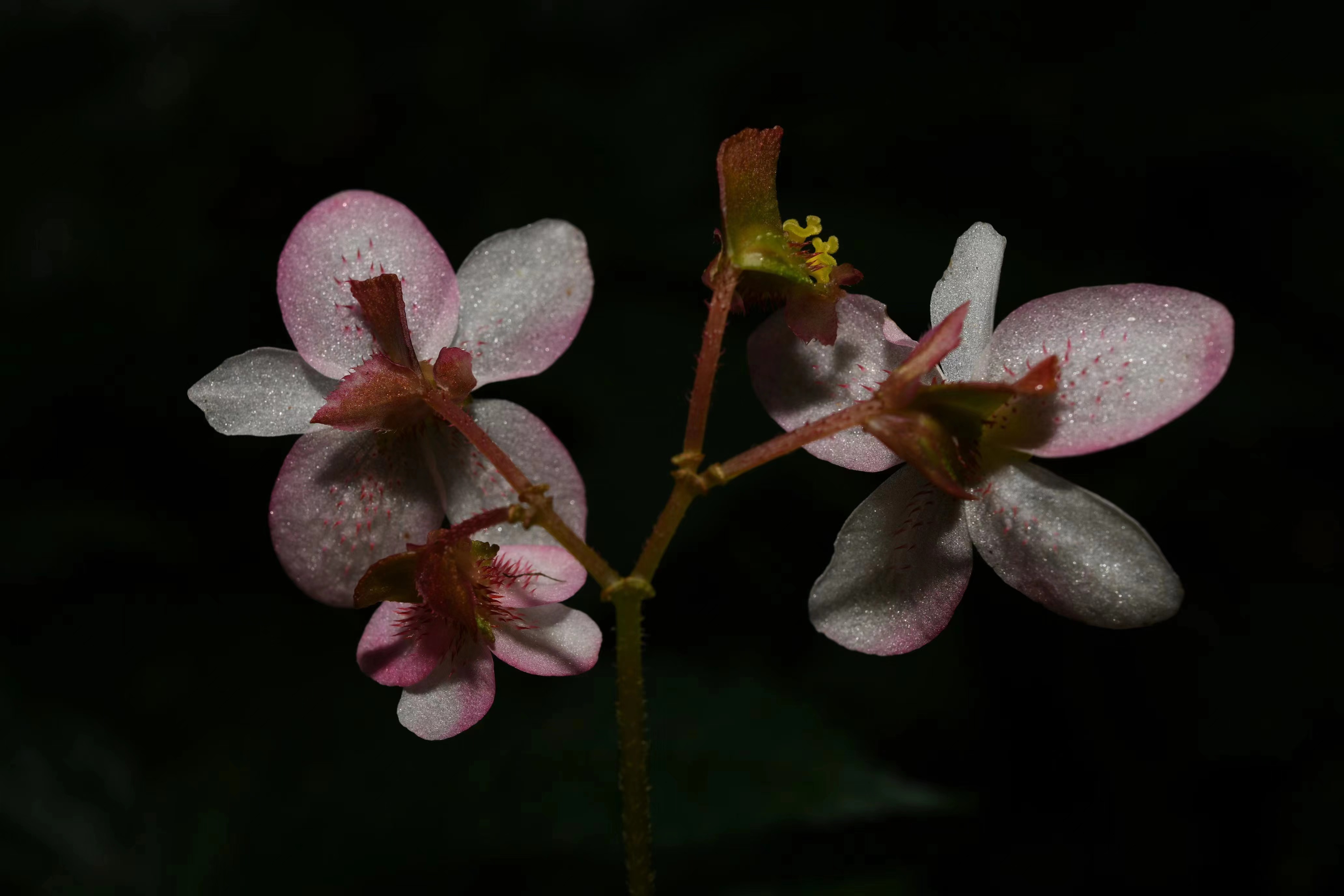 New species of Begonia found in Gaoligong Mountains