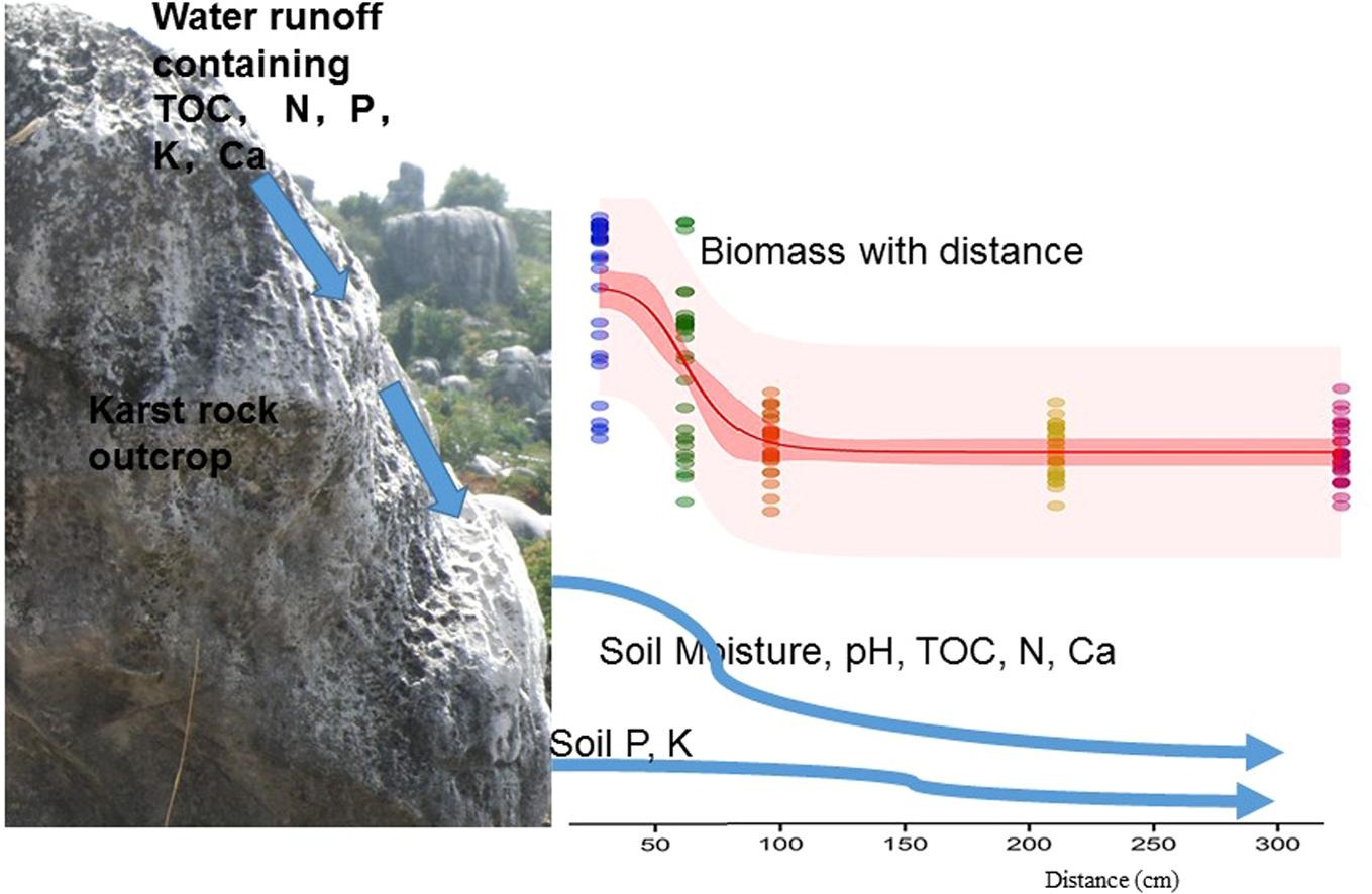 Rock outcrops influence adjacent soils and plant growth at fine scales in karst areas