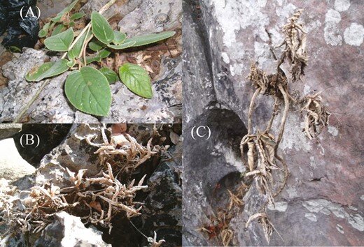 Study proves <EM>Paraboea rufescens</EM> to be woody desiccation plant