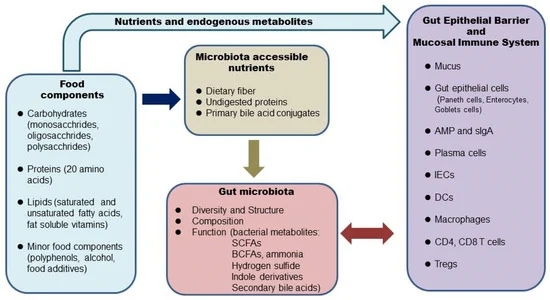 Nutritionally balanced and whole food-based fiber-rich diet is beneficial to gut health