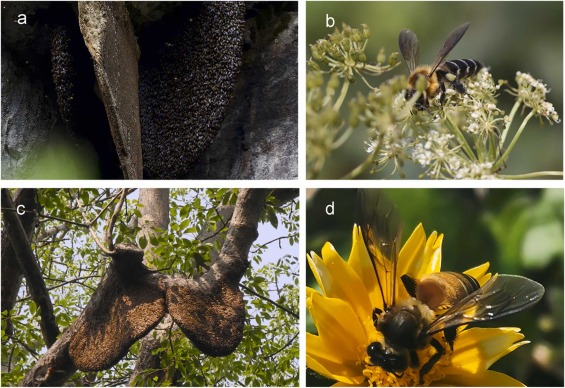 Temperature contributes most to geographical distribution of two giant honeybees