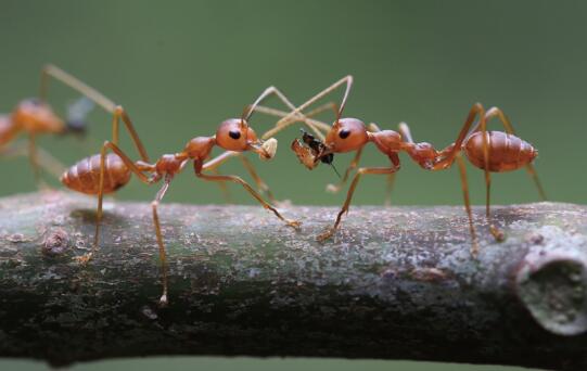 Bottom-up process plays central role in determining ant–tree interaction networks