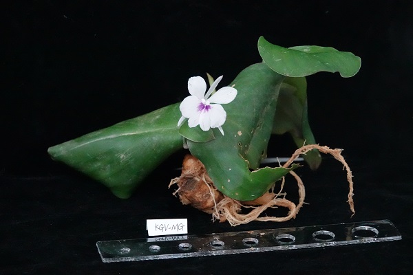 Different cell types explain morphological differences of two ginger varieties