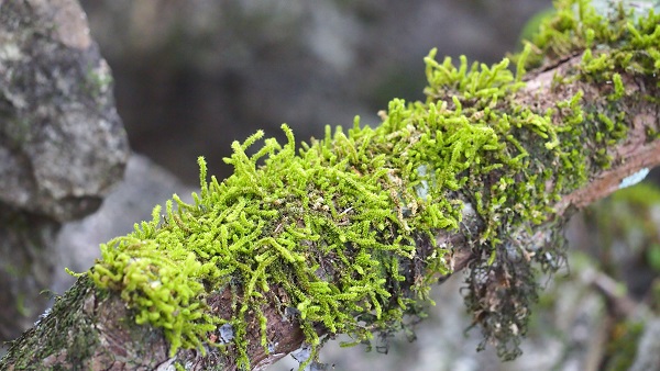 Microclimatic variation mainly drives species composition and phylogenetic structure of epiphytic communities