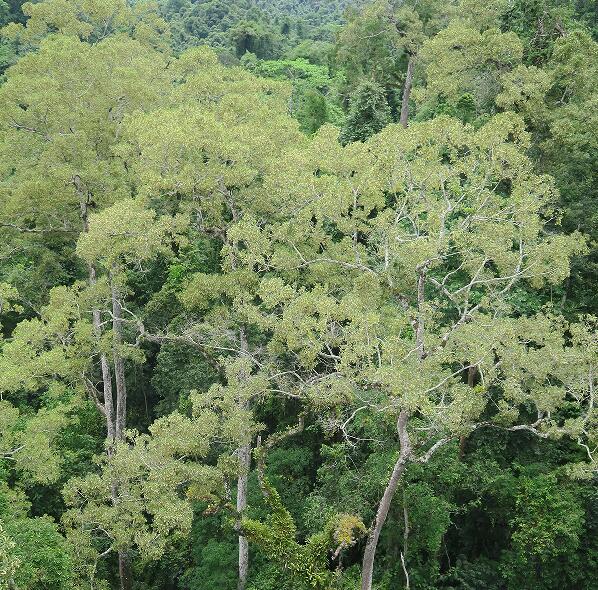 High-intensity phorophyte removal reduces epiphytic robustness in tropical forest