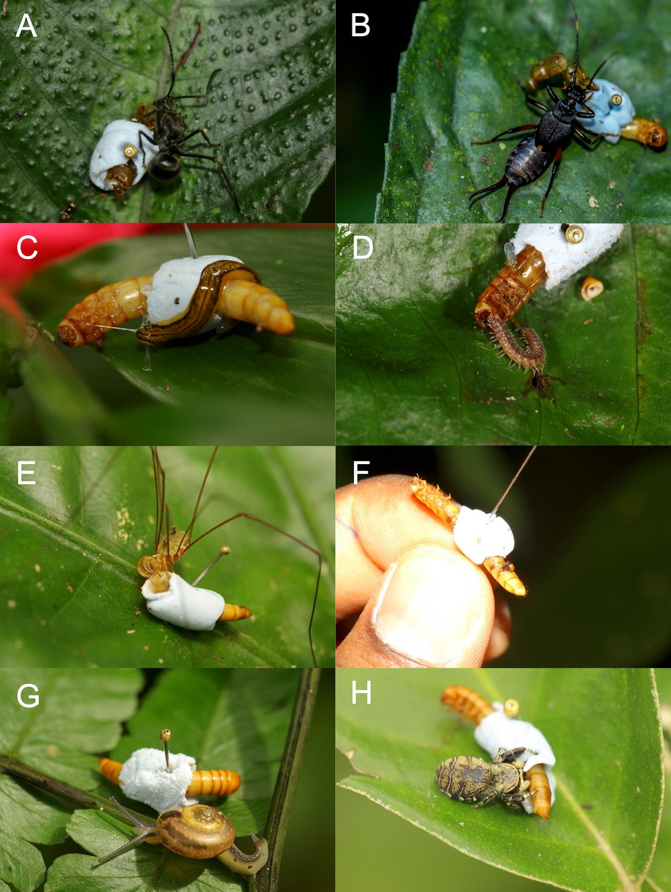 Plasticine models may underestimate predation bias