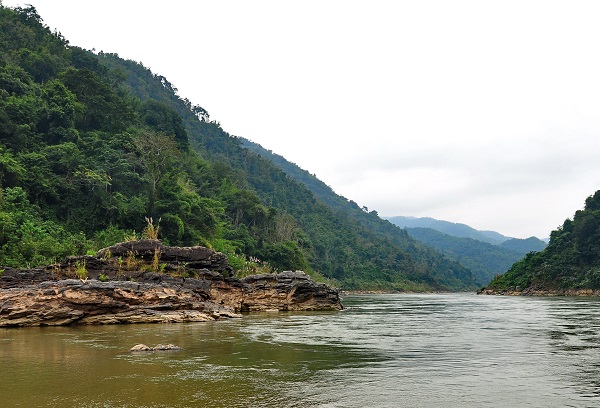 Riparian areas could act as climatic refugia for plant diversity