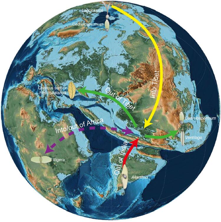 Study synthesizes Cenozoic palaeobotanical studies of Tibetan Region over past decade