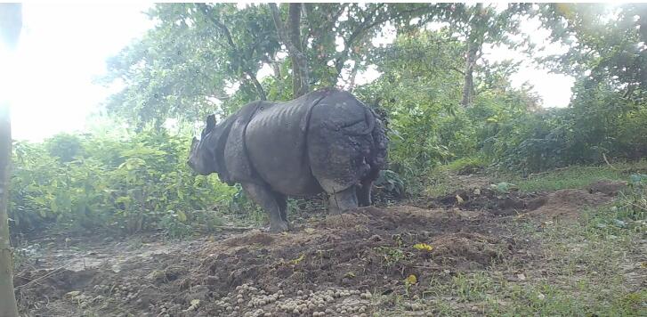 Rewilding of large-bodied animals can mitigate ecosystem deterioration