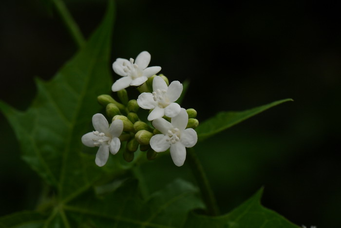 Study reveals mechanism of gibberellin inhibiting flowering of Jatropha curcas