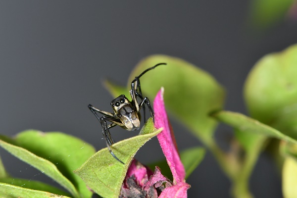 Offspring care prolongs lifespan of mother spiders