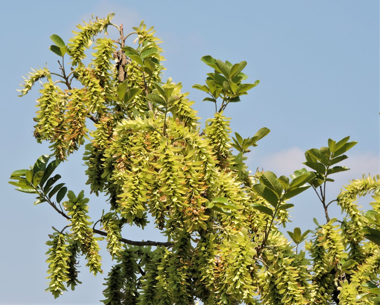 Study Reveals Three-Tiered Landform's Role in Shaping Plant Evolution in Indo-Burma Region