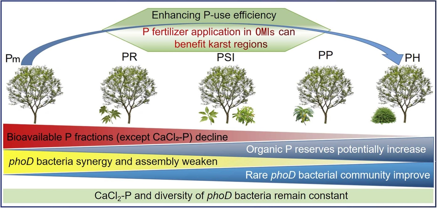 Rare Microbes Enhance&nbsp;Phosphorus Bioavailability in Karst Farming Systems