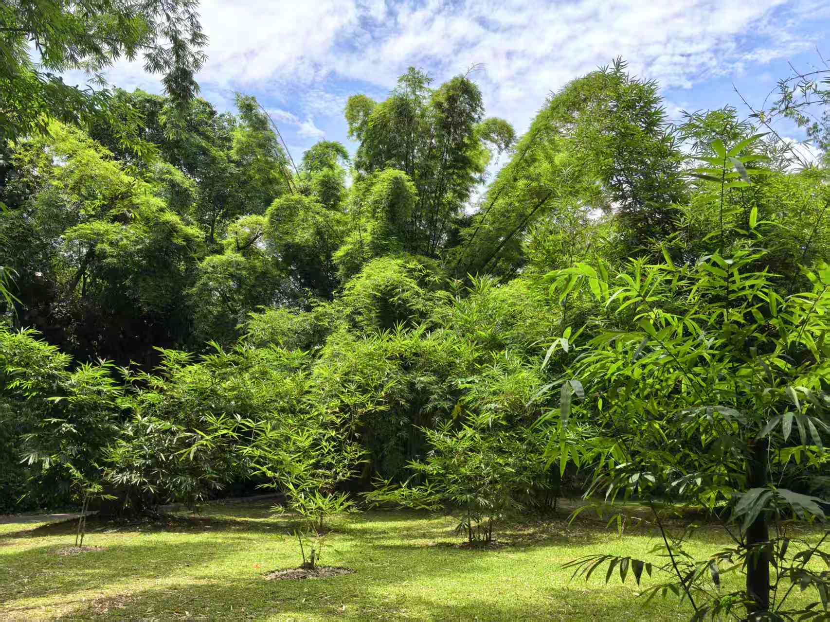How Do Bamboo Leaves Curl to Conserve Water During Drought?