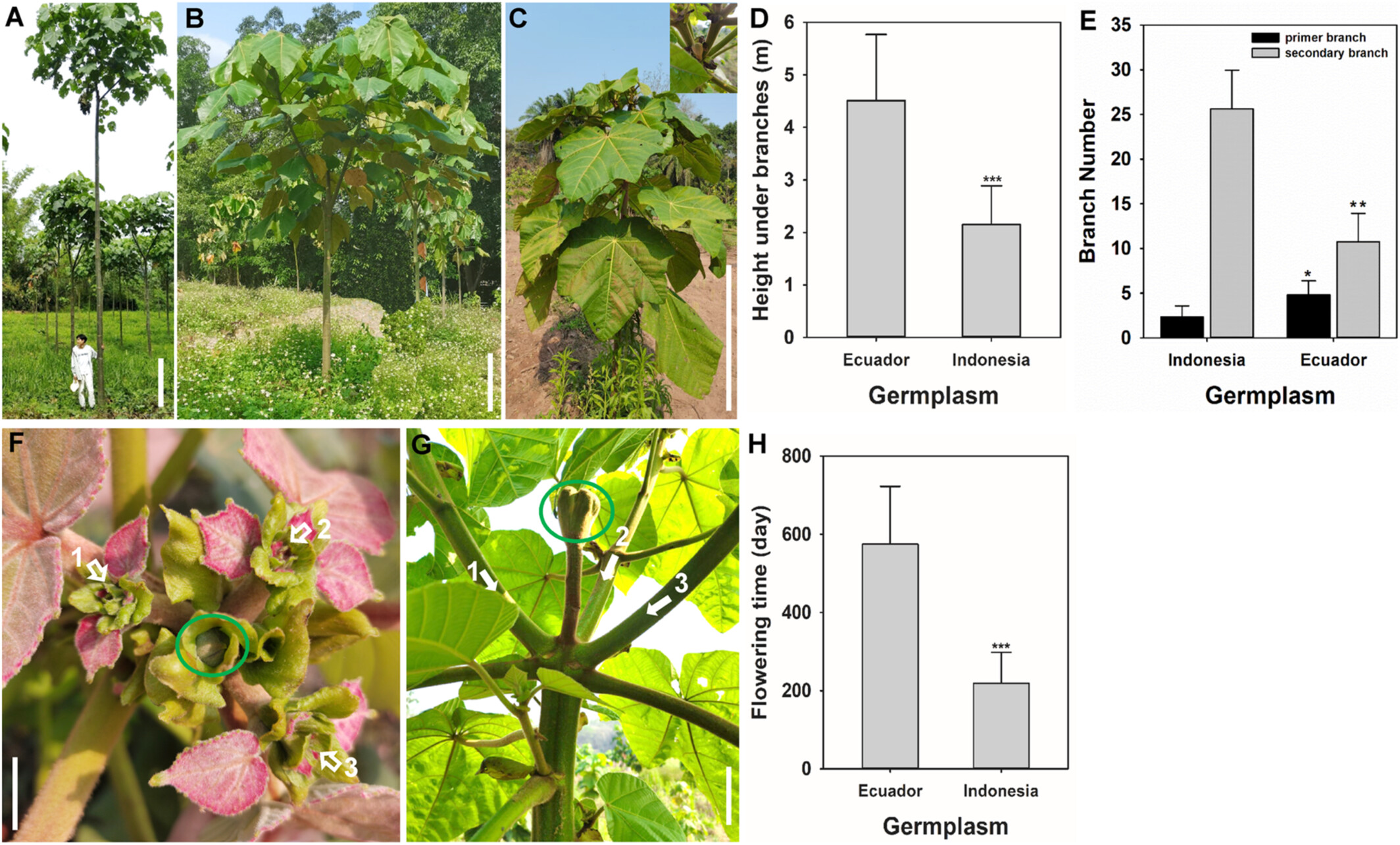 Why Do Balsa Trees Branch Early in Xishuangbanna?