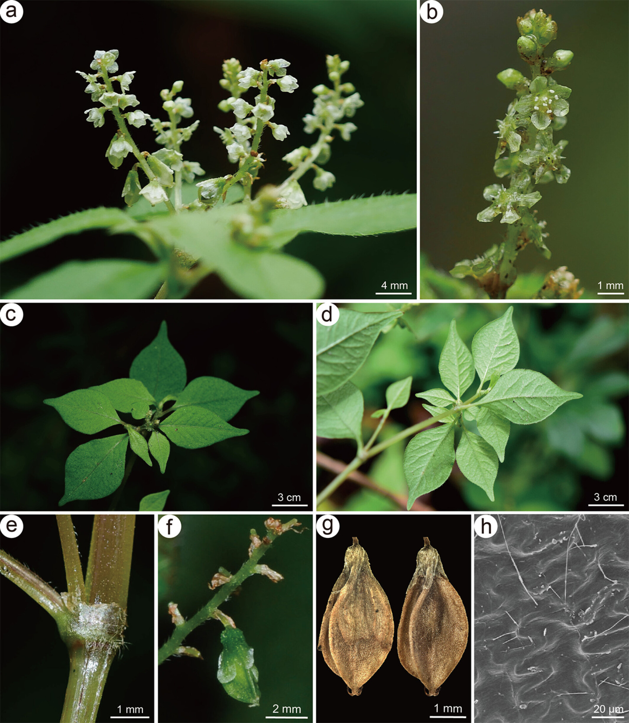 New Plant Species with&nbsp;Special Reproductive Strategy&nbsp;Found in Medog, Xizang