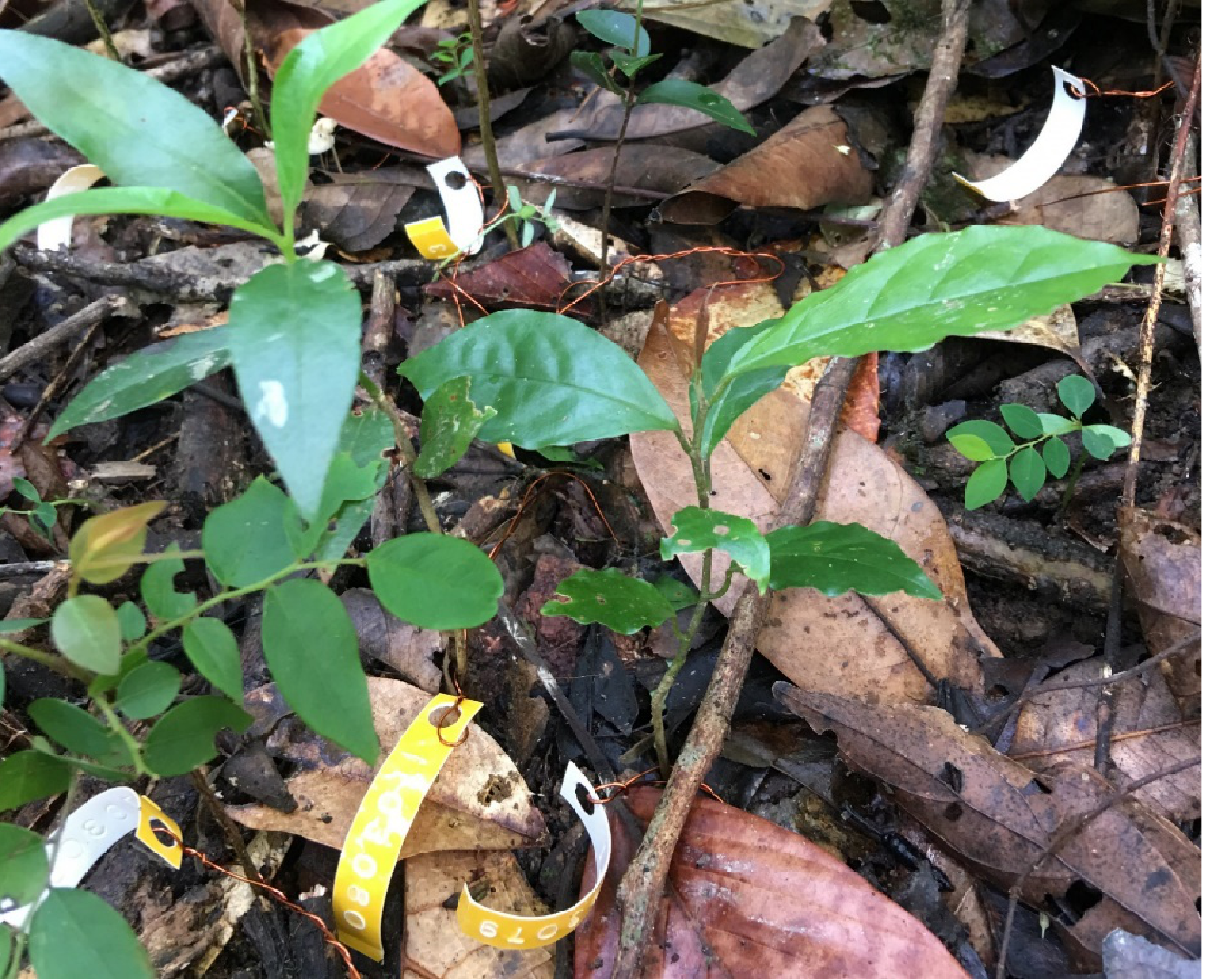 How Does Neighbor Density Affect Seedling Survival in Tropical Trees and Lianas?