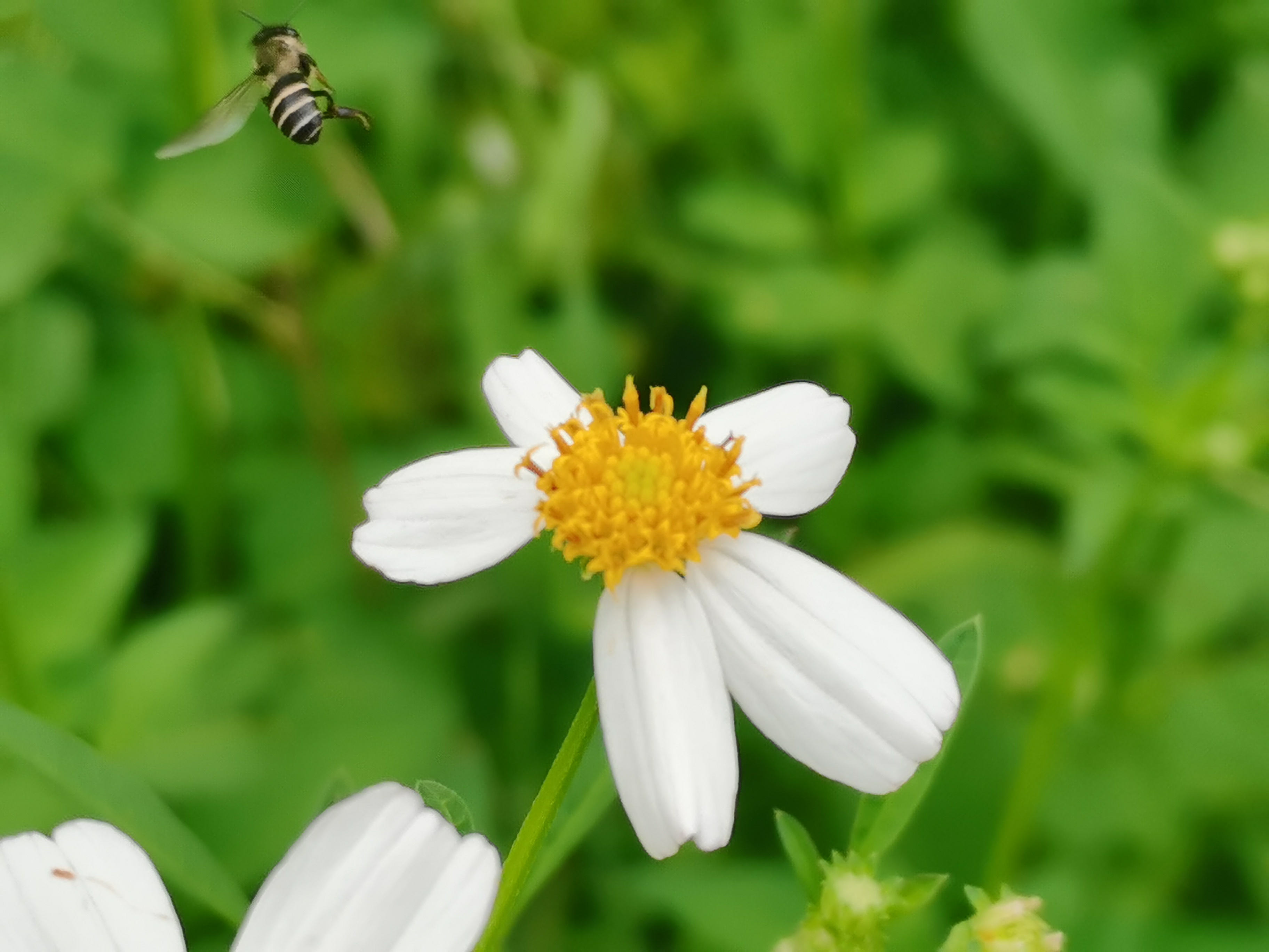 Honeybees Use Dance Communication to Form Expectations of the Landscape