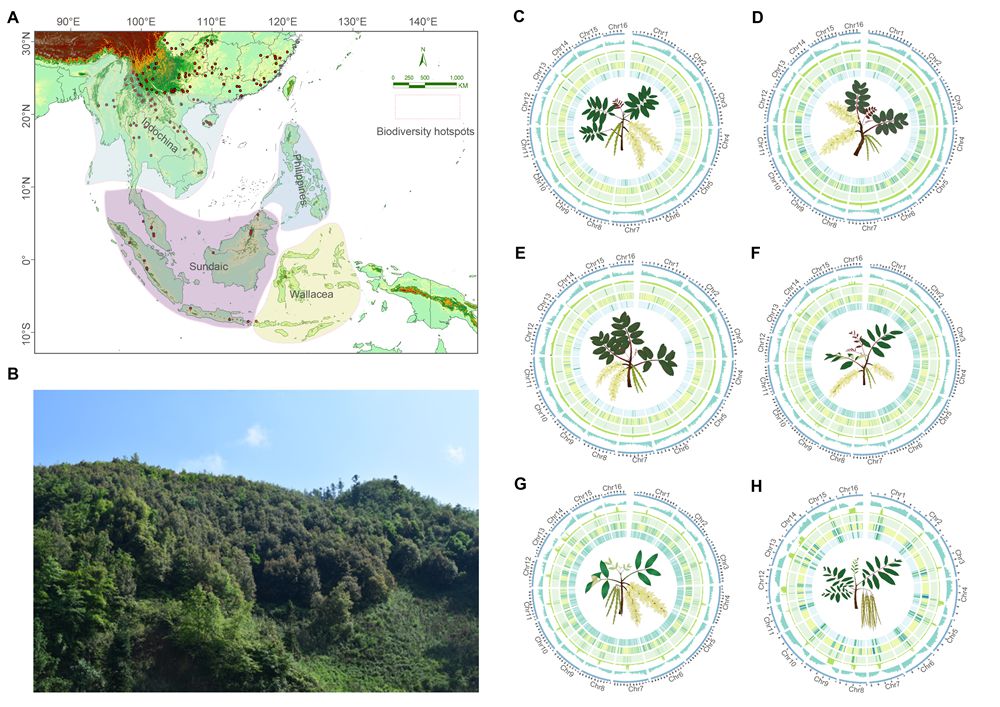 How the East Asian Summer Monsoon Influenced the Genomic Evolution of Engelhardia