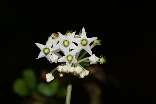 New Perennial&nbsp;Herb&nbsp;Species Found in Southern Myanmar
