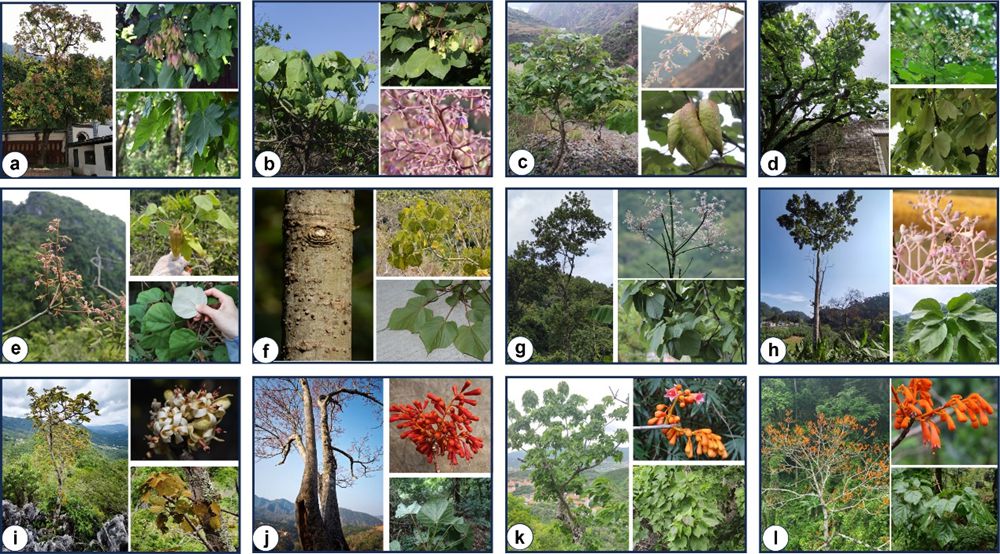 DNA barcoding&nbsp;ensures effective protection of endangered&nbsp;Firmiana&nbsp;species