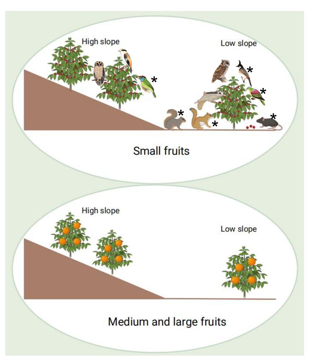 How Fruit Availability&nbsp;Drives&nbsp;Frugivore Distributions in Tropical Forest