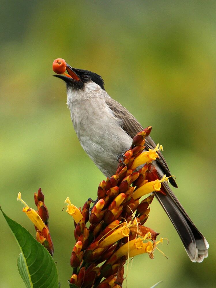 Birds Show Stronger Phylogenetic Effects in Plant–bird Mutualistic Network