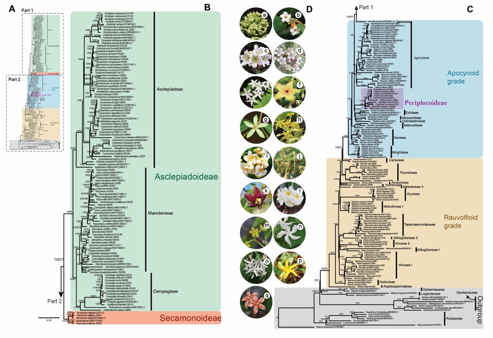 New Phylogenetic Tree Indicates Origin and Diversification of Apocynaceae