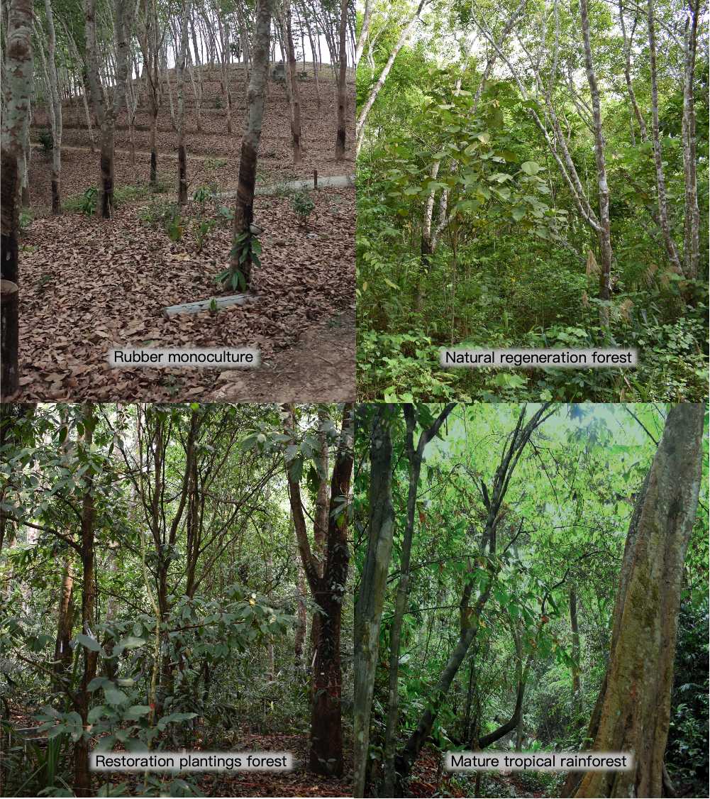 Managing Soil Nitrogen and Phosphorus is Key to Restoring Rainforest on Former Rubber Plantations