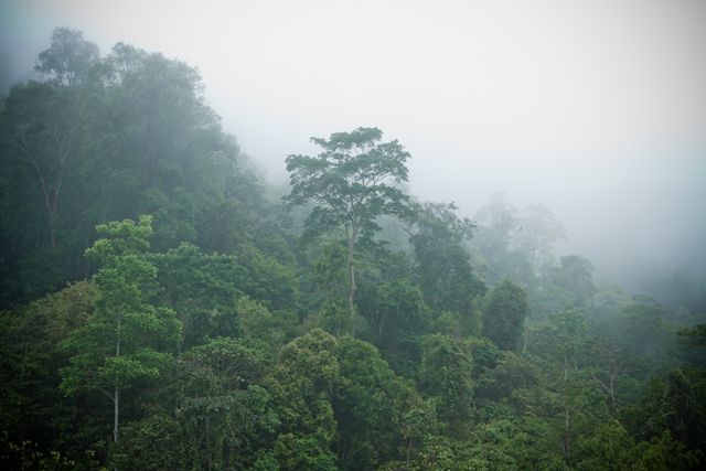 Environmental Factors&nbsp;Shape&nbsp;Local Tree Diversity in Tropical Forests