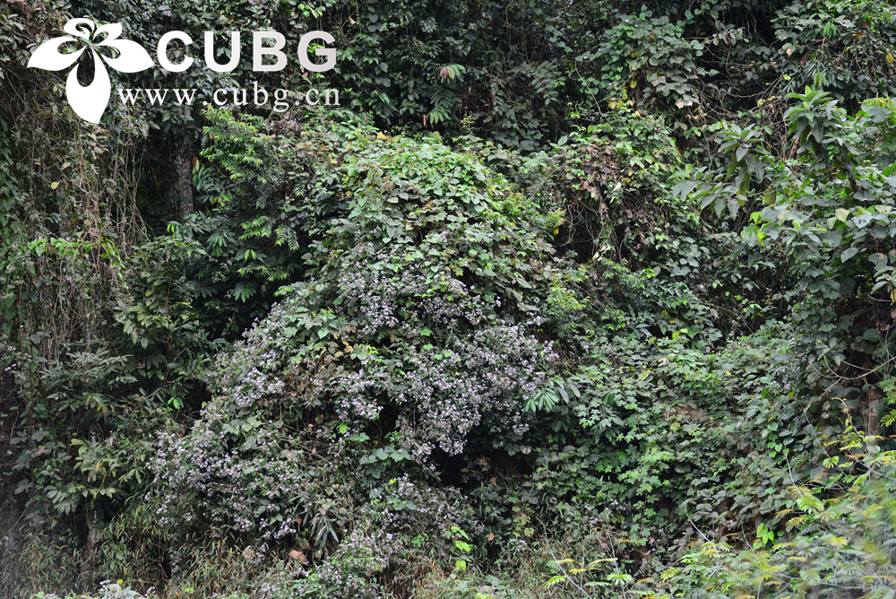 How Co-Invasion by Alien Plants Influences Different Fungal Taxa in Soils?