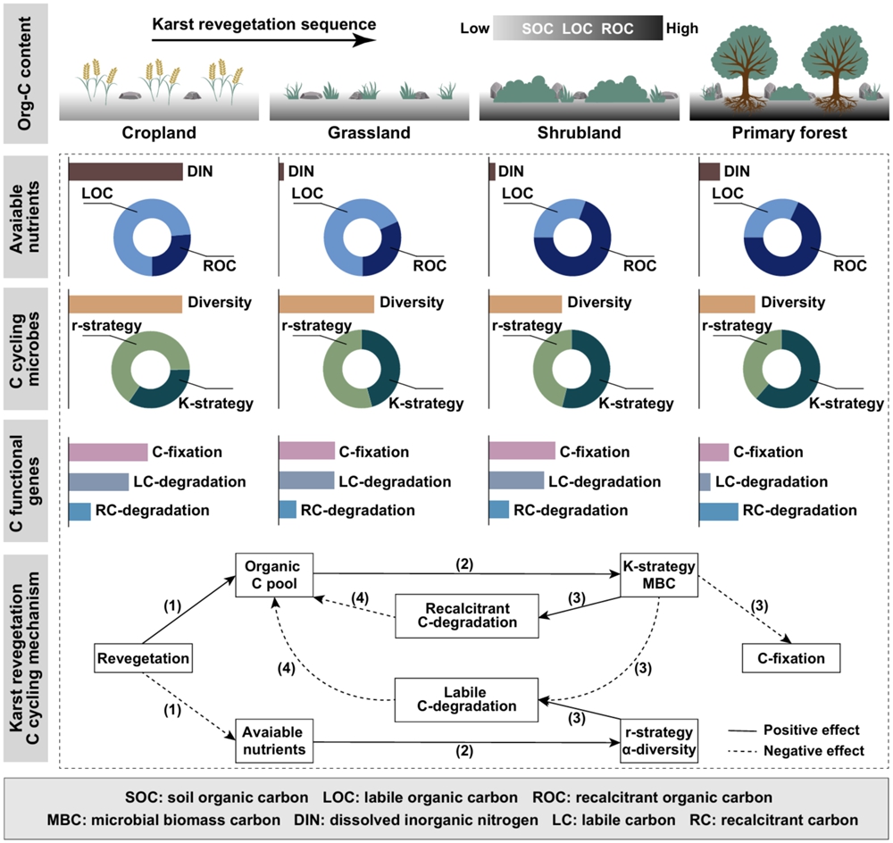 How Do&nbsp;Soil Microbes Govern Carbon Cycling During Ecological Restoration in&nbsp;Fragile Karst Areas?
