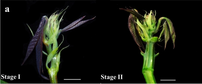 Study Reveals Molecular Networks Behind Female Flower Formation in Cassava