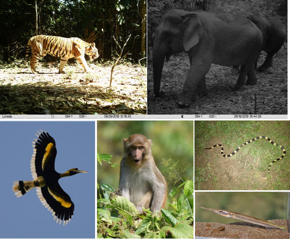 New Framework Predicts&nbsp;Diversity Hotspots of Tropical Mammals in Southeast Asia