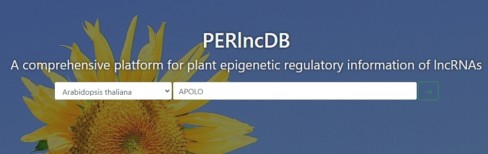 New Platform Developed to Explore Epigenetic Regulation of Plant Long Non-coding RNAs