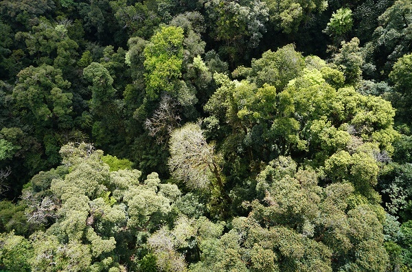 Vegetation Type Identified as Key Driver of Soil Moisture Dynamics and Infiltration Processes