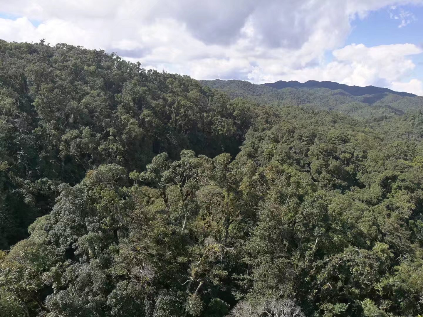Competition Release Identified as Critical to Forest Recovery After Extreme Snow Event