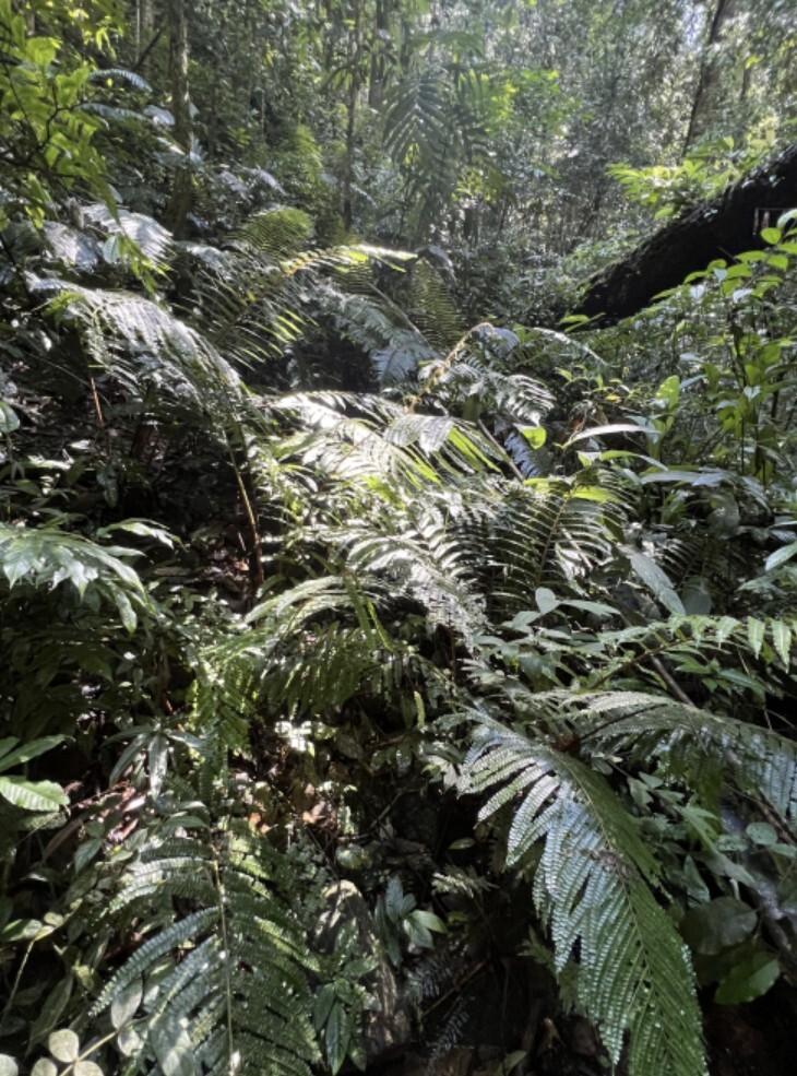 Researchers propose key recommendations to strengthen China’s key protected wild plants list