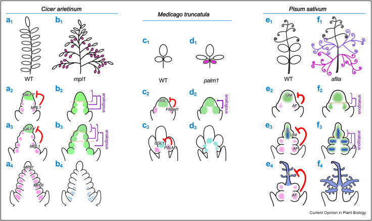 Researchers Uncover How Compound Leaves Develop