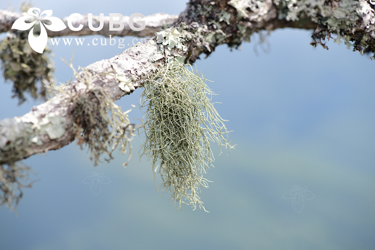 Mycorrhizal Type Is Important in Shaping Plant-soil Feedbacks