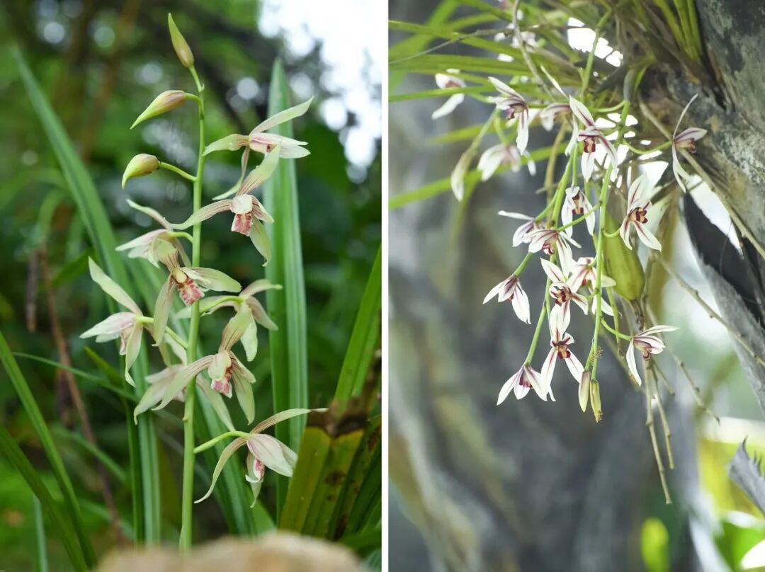 Widespread Gene Loss Uncovered in Orchid Family