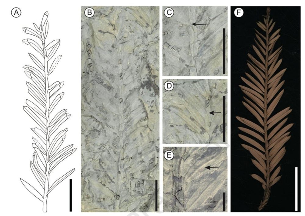 New Sequoia Fossil Record Reported from Yunnan